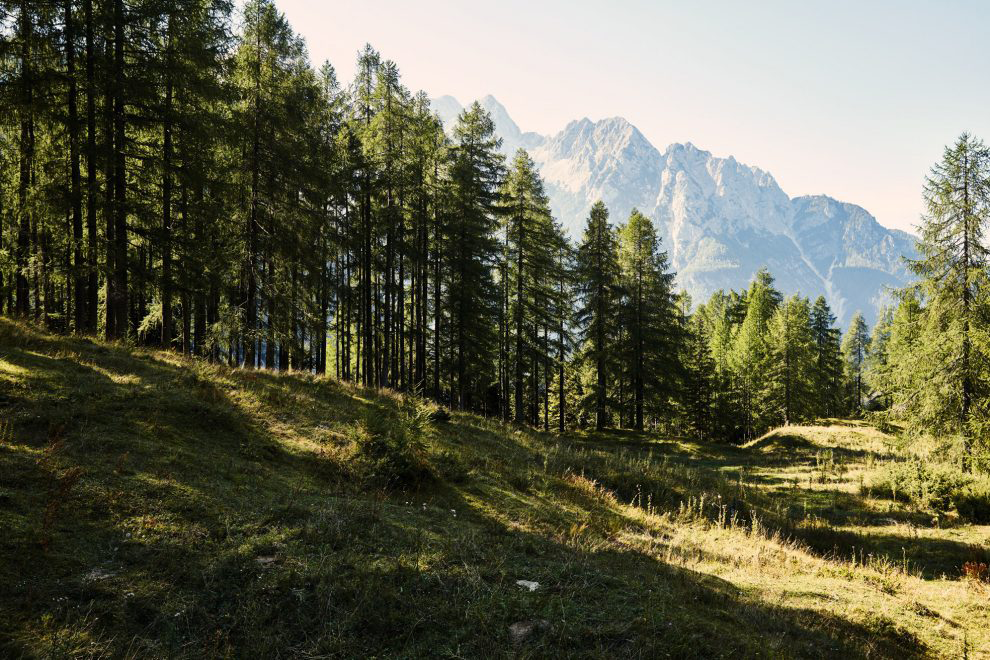 Wald